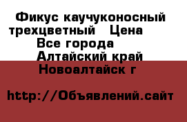 Фикус каучуконосный трехцветный › Цена ­ 500 - Все города  »    . Алтайский край,Новоалтайск г.